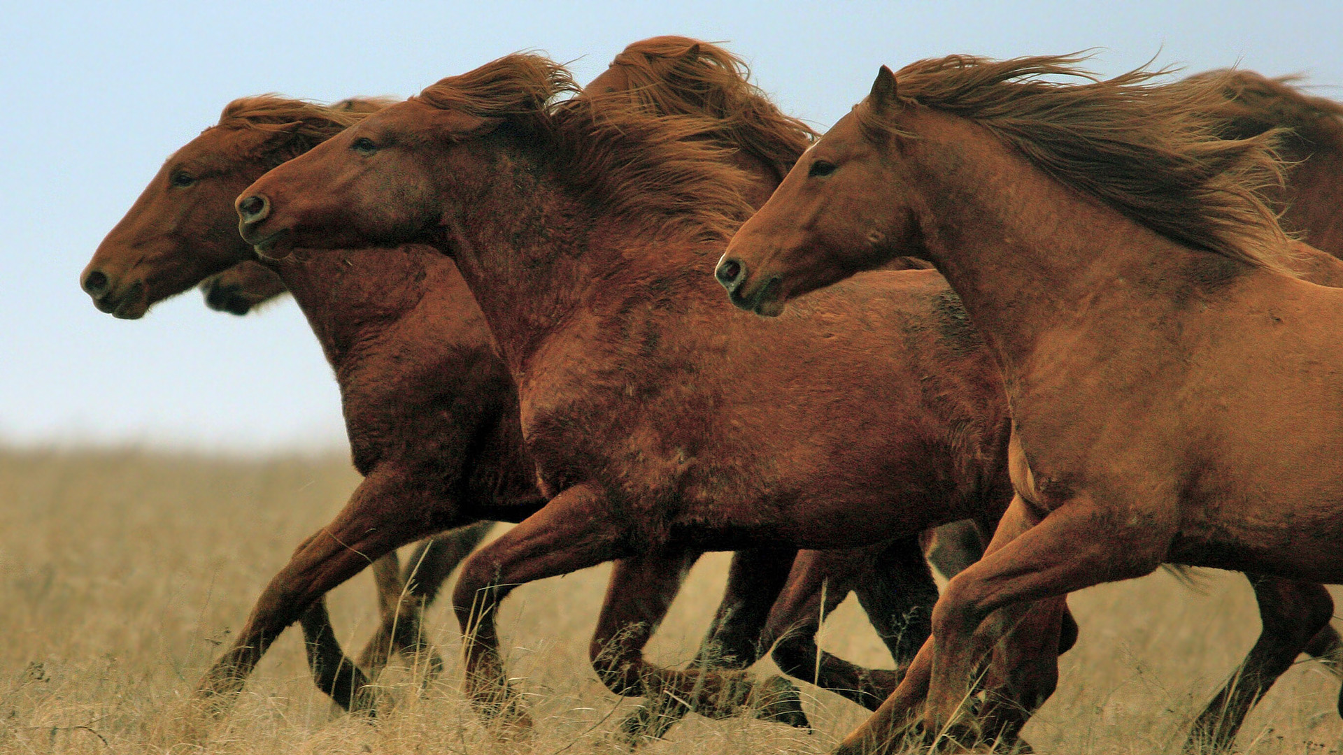 Khu bảo tồn thiên nhiên Rostovsky State Steppe là nơi trú ngụ của những con ngựa hoang dã tuyệt vời. Với khung cảnh hoang sơ và đầy mê hoặc, con ngựa đang chạy thảnh thơi chắc chắn sẽ khiến bạn trầm trồ và thích thú.